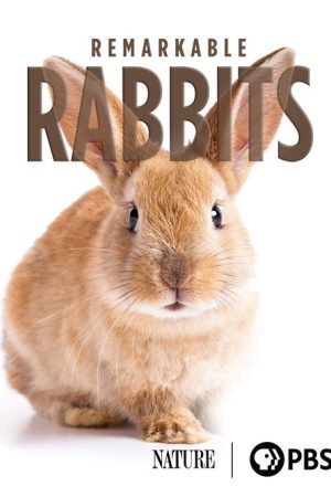 Remarkable Rabbits (2020) poster
