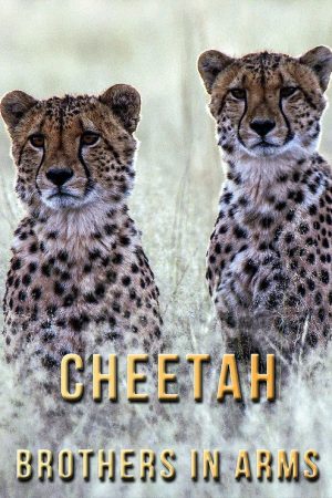 Cheetah Brothers in Arms (2020) poster
