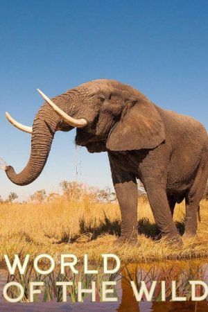 World of The Wild (2016) poster