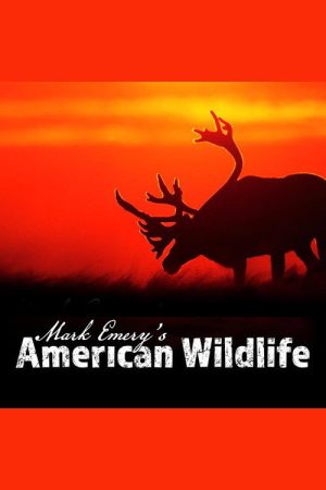 Mark Emery’s American Wildlife (2016) poster
