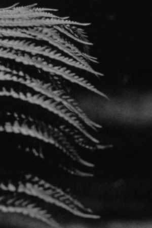 emergence (2024) poster