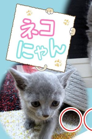 ネコにゃん！ (2023) poster