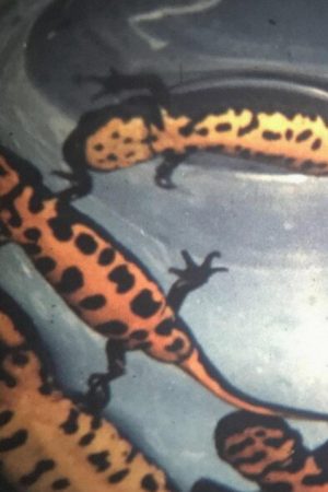 Newt Leaders (2020) poster