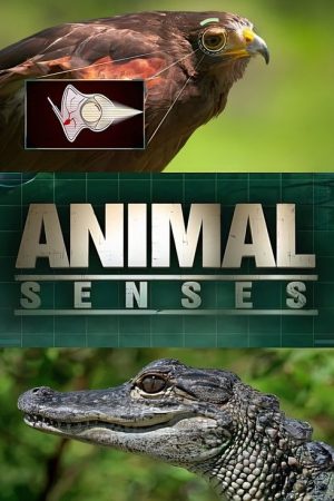 Animal Senses (2017) poster