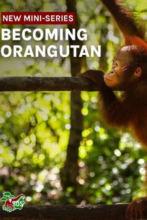 Becoming Orangutan (2022) poster