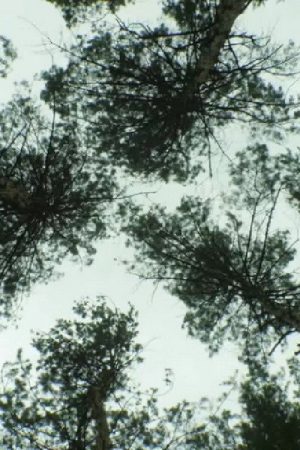 Nature_Nature (2018) poster