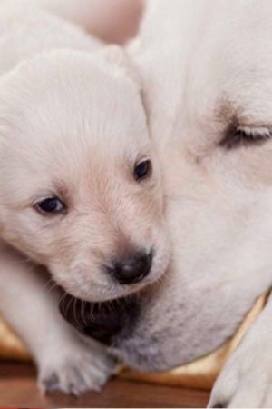 The Wonderful World of Puppies (2018) poster