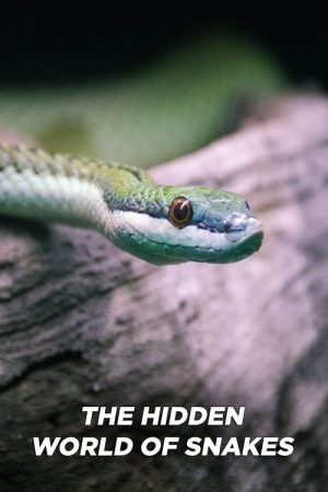 The Hidden World of Snakes (2026) poster