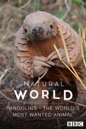 Pangolins: The World’s Most Wanted Animal (2018) poster