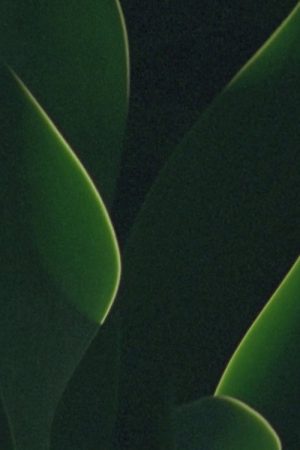 understory (2019) poster