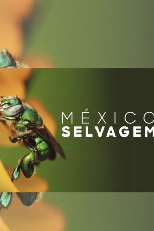 México Selvagem (2018) poster
