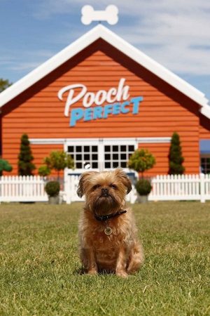 Pooch Perfect (2020) poster