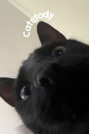Catstody (2025) poster