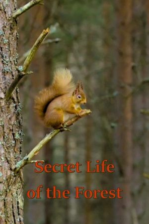 Secret Life of the Forest (2021) poster