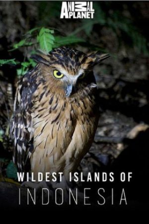 Wildest Islands of Indonesia (2016) poster