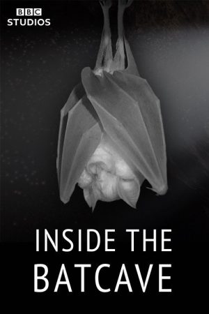 Inside the Bat Cave (2020) poster