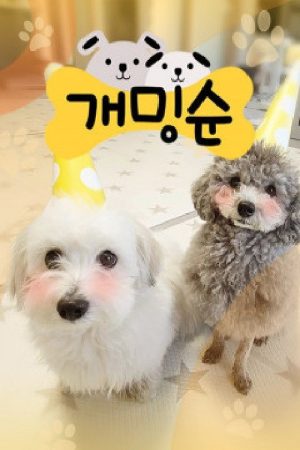 개밍순 (2020) poster