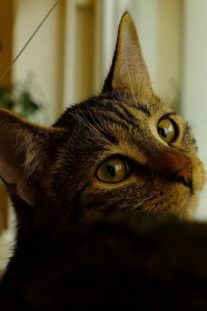 Neko (2021) poster