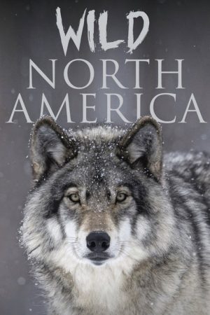 Wild North America (2021) poster
