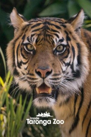 Inside Taronga Zoo (2020) poster