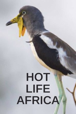 Hot Life Africa (2023) poster
