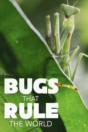 Bugs That Rule the World (2025) poster