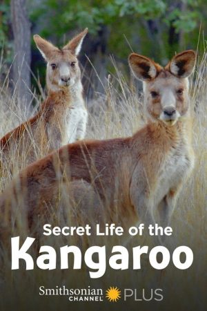 Secret Life of the Kangaroo (2016) poster