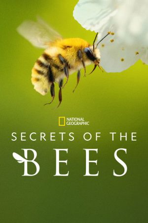 Secrets of the Bees (2026) Web Series — Cast, Story & Where to Watch | MovieLinkBD poster