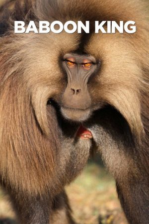 Baboon King (2017) poster