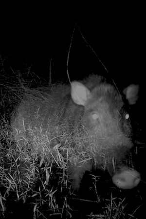 Camera Trap (2019) poster