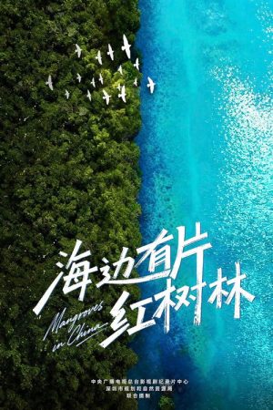 海边有片红树林 (2026) poster