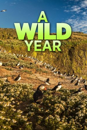 A Wild Year (2020) poster