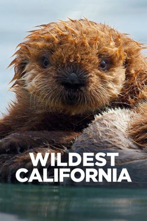 Wildest California (2021) poster