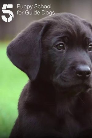 Puppy School for Guide Dogs (2023) poster