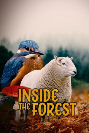 Inside the Forest Seasons of Wonder (2021) poster