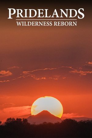 Pridelands: Wilderness Reborn (2019) poster