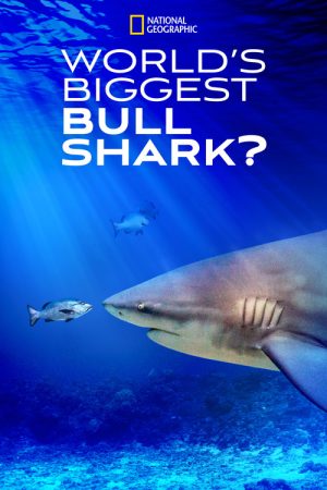 World’s Biggest Bull Shark? (2021) poster