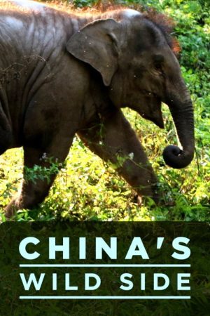 China’s Wild Side (2017) poster