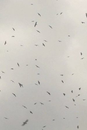 Mumurations (2017) poster