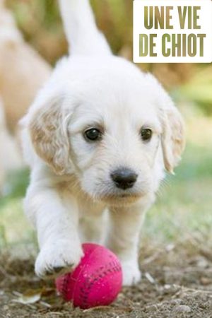 Une vie de chiot (2017) poster