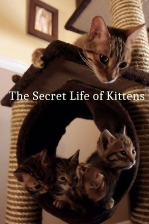 The Secret Life of Kittens (2016) poster