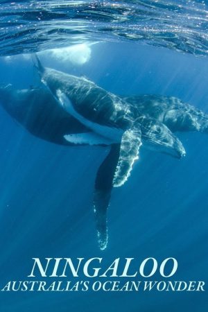 Ningaloo Nyinggulu (2023) poster