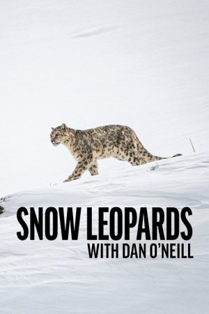 Snow Leopards with Dan O’Neill (2025) poster