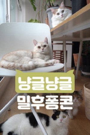 냥글냥글 밀후퐁콘 (2019) poster