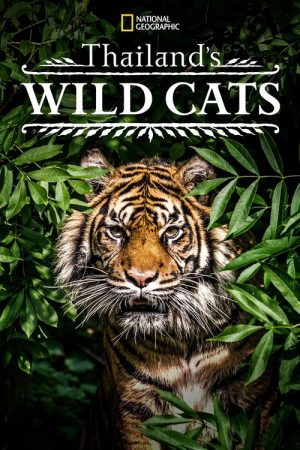 Thailand’s Wild Cats (2021) poster