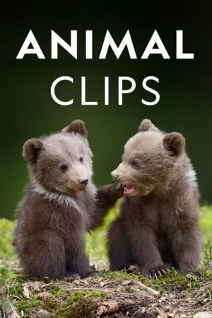 Animal Clips (2017) poster