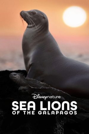 Sea Lions of the Galapagos (2025) poster