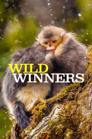 Wild Winners (2016) poster