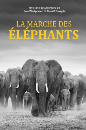 Elefanten hautnah (2018) poster