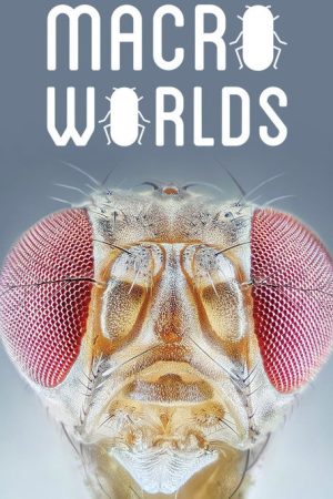 Winzige Wunder: Insekten (2018) poster